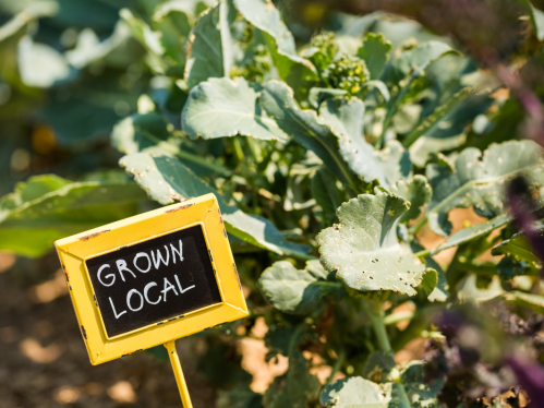 Image of a garden with a sign that reads "grow local"